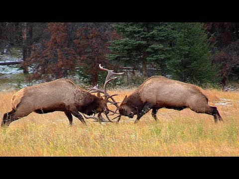 Largest Bull Meets His Match during the Elk Rut
