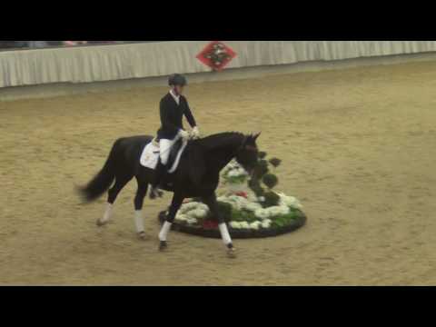 GREY FLANELL - Hengstschau Münster-Handorf 11-03-2017