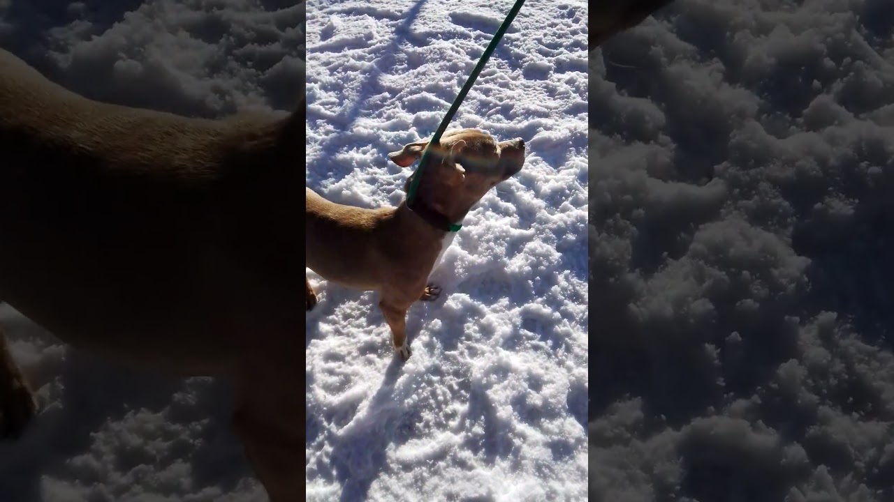 Enlarge Harper, a ADOPTABLE mixed breed in Seattle, WA video 5/6