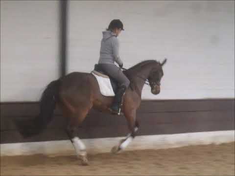 BELISSIMA 4j. v. Belissimo M - Lauries Crusador xx VB 12.000,- Euro