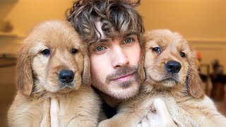 I Decided Which Golden Retriever Puppy I'm Keeping...