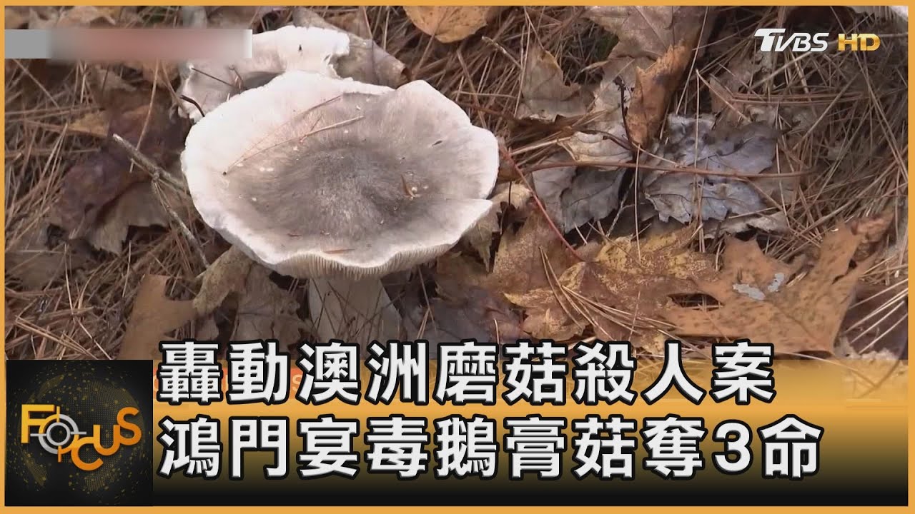 轟動澳洲磨菇殺人案 鴻門宴毒鵝膏菇奪3命