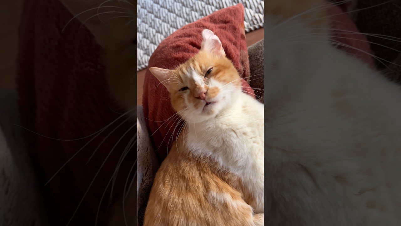 「かわいい」って言ったらお返事してくれる元野良猫