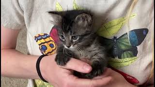 Kitten Kindergarten Take 1