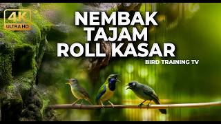 Download lagu 🔴 Live Masteran Kolibri Manggar Betina Gacor vs Cucak Cungkok Super Gacor vs Srigunting Abu Abu mp3 Download lagu 🔴 Live Masteran Kolibri Manggar Betina Gacor vs Cucak Cungkok Super Gacor vs Srigunting Abu Abu mp3