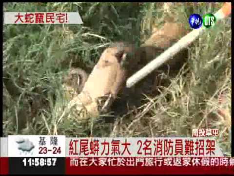 身長1米8巨蟒 躲1歲嬰兒房陽台