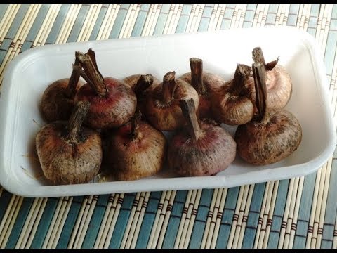 Как подготовить луковицы гладиолусов к посадке