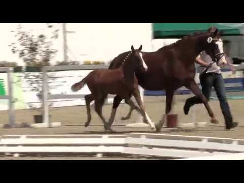 Hf v Cosmopolitan x Casino Royal