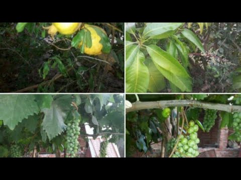 Great Green Graden fruit plants Growing Merasraf Ali Grappes Anzer.plant Monu ghz