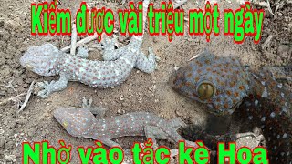 Kiếm tiền triệu trong một đêm,nhờ tắc kè hoa