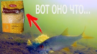 Наживка кукурузная крупа для ловли леща