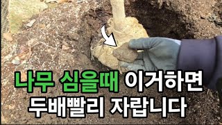 나무 이렇게 심으면 두배로 빨리 굵어져요! 지켜야할법칙 6가지 !#나무심기 #묘목심기 #나무심는법 #나무심는…