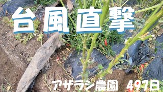 497日 台風14号直撃中の【アザラシ農園】