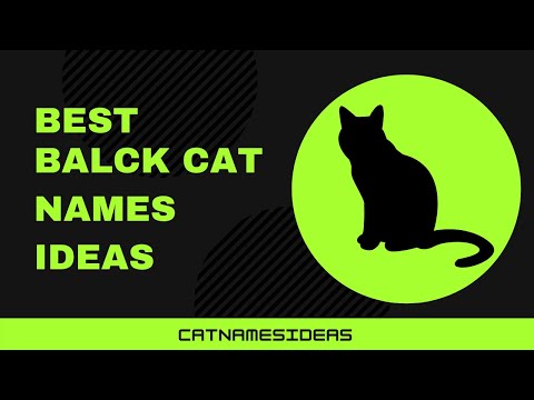 Top 20 Best Black Cat Names Ideas 2021 | Male - Female