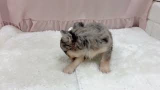チワワ(ロング)の動画01