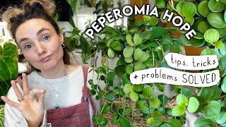 Peperomia Hope 101 🌱 Care Tips, Common Issues + PROPAGATION