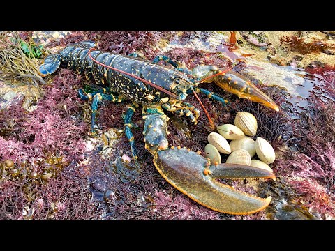 Coastal Foraging and Rock pooling - Lobsters, Crabs and clam forage with cook up | The Fish Locker
