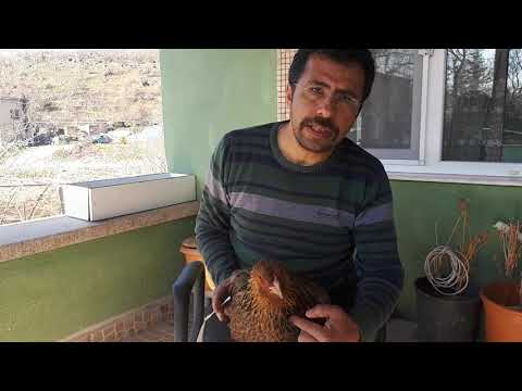 , title : 'Soluk Borusu Tıkanan Tavuğa nasıl müdehale edilir#chicken trachea obstruction'