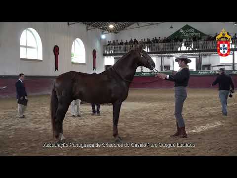 231021 25 Obelix da Fonte  - Aprovação de Reprodutores