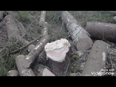 Winchning av vindfällen på en ö vintern 2019