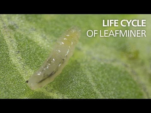 This is Leaf Minor's Life Cycle