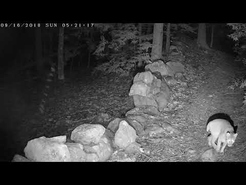 Bobcat crosses a break in a rock wall (2)