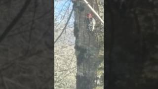 Beautiful. El pájaro loco se apareció en el árbol de mi casa.