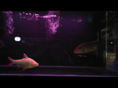 Napoleon Fish Freshwater feeding