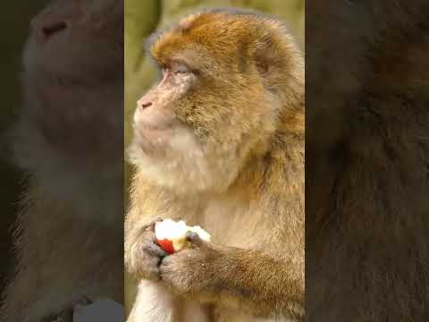 4k video #shorts #animals #viral #video #animallover #money #motivation #arifa'wildlife