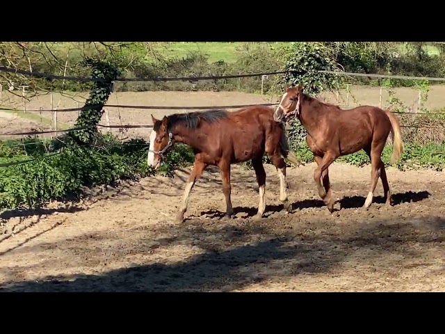 Tr&egrave;s joli poulain 2025