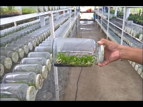 cultura in vitro Parte1