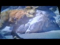 Dinosaurio 2000 1