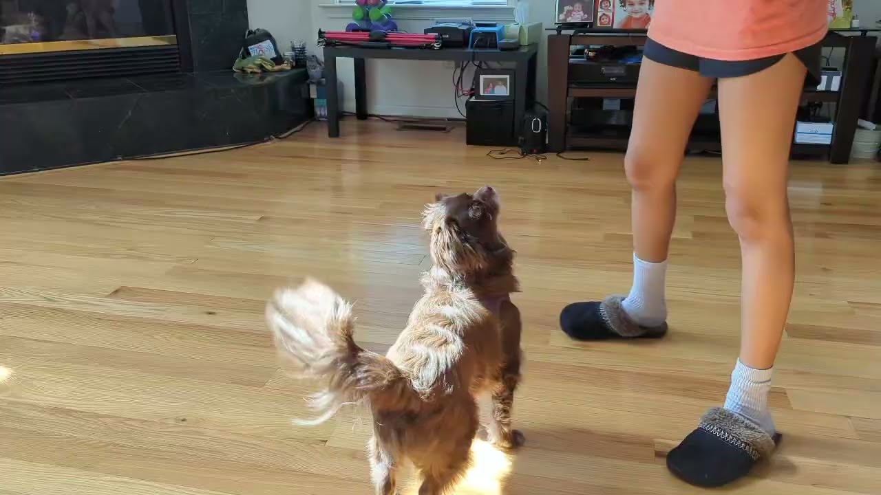 Teddy, a ADOPTABLE mixed breed in Ellicott City, MD video 2/6