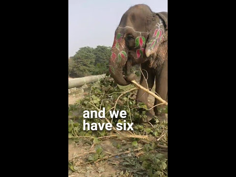 No more elephants on Delhi roads