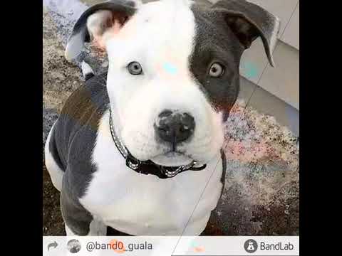 BBS bando:mop remix (glock)