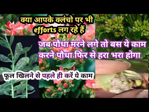 How to care kalancho plants || How to save kalancho from efforts effect  || Klancho Fertilizer ||