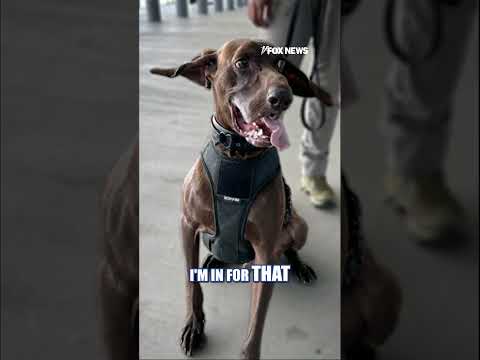 TSA's 'cutest K9' winner steals hearts #shorts