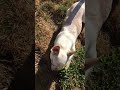 Barney Playing Ball