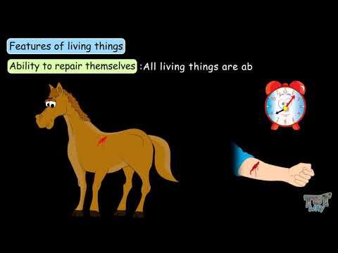 Characteristics of Living Things | Science