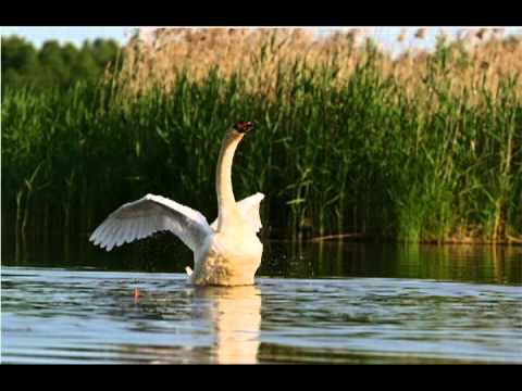 Сергей Крох - Лебединая верность