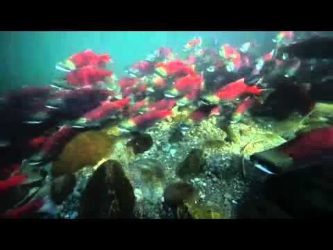 John Eastcott And Yva Momatiuk