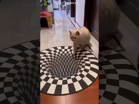 Эта кошка испугалась не за себя 🐱❤️ Маленький герой