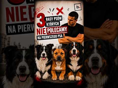 3 rasy psów których nie polecamy #jrt #jackrussellterrier #husky #canecorso #behave