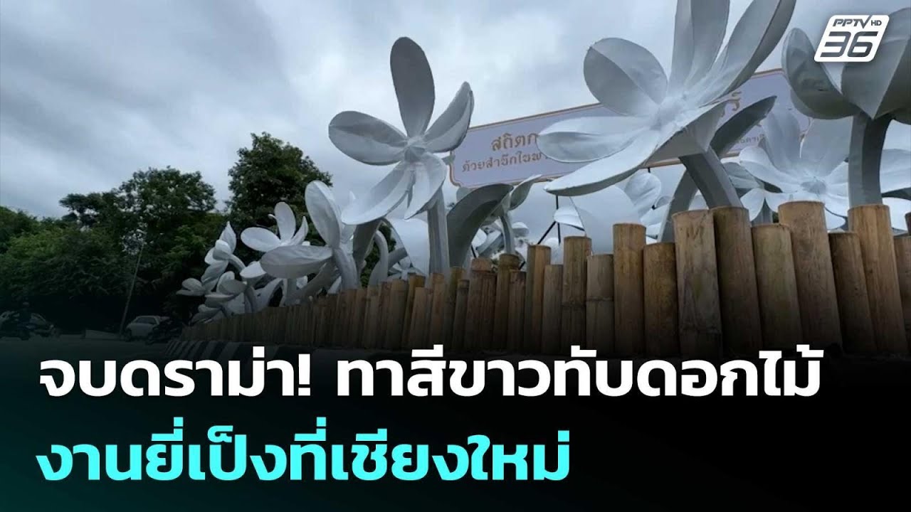 จบดราม่า! ทาสีขาวทับดอกไม้งานยี่เป็งที่เชียงใหม่