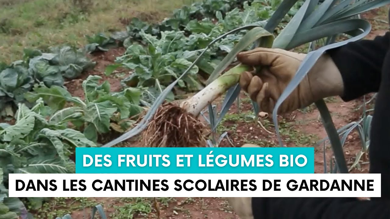 Des fruits et légumes bio en circuit court dans les cantines scolaires de Gardanne