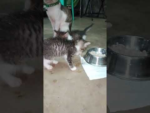 😻😻😻#mentionedyou #kitten #everyone