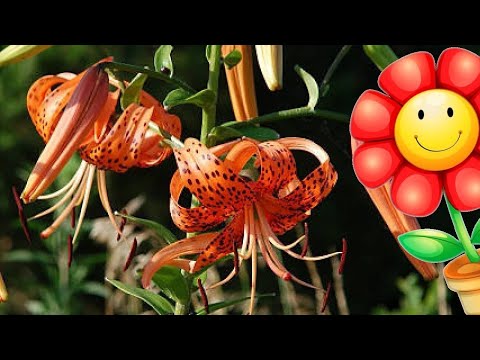 AMAZING FLOWERS of the World GARDEN   Lilium martagon Azucena silvestre Liliaceae flower 2023 #235