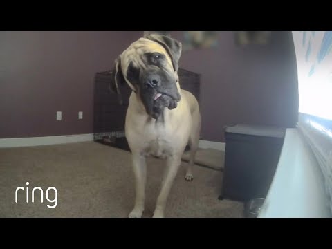 YouTube video about: Should I talk to my dog through camera?