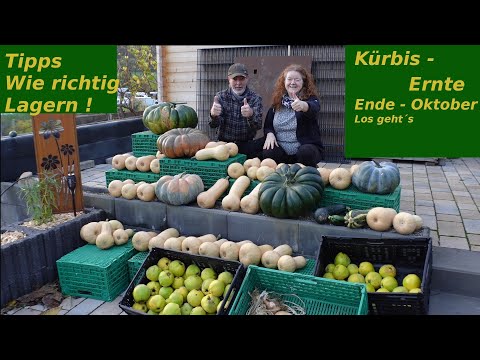 Kürbisernte 2025: Ein Herbst-Highlight im Garten! 🎃🍂