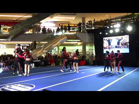 108. Bears All Stars - Black - Bogotá